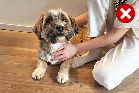 une personne qui câline un chien