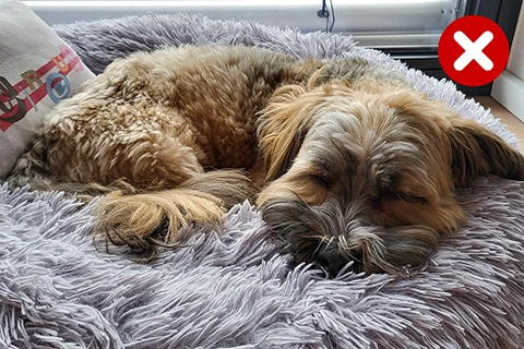 chien endormi