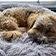 chien endormi