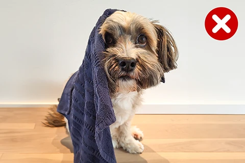 chien recouvert d'une serviette