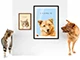 animaux de compagnie avec des portraits d'animaux de compagnie